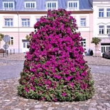 Kako napraviti vertikalnu gredicu petunije